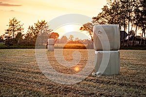 Haybales on a grass land at sunrise in the morning