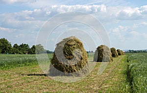 Haycock photo