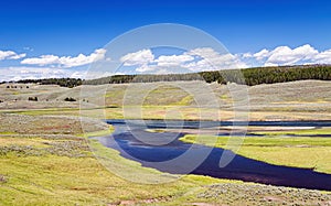 Hayden Valley Summer Landscape