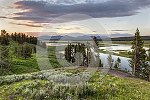 Hayden Valley Wildflower Sunset