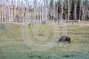 Hayden Valley, Yellowstone National Park