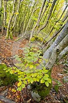 Hayedo de la Pedrosa Beech Forest, Spain