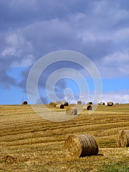 The Hayfield