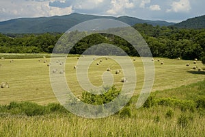 Hayfield, Early Summer