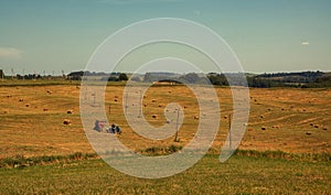 Hayfield. Hay harvesting Sunny autumn landscape. rolls of fresh dry hay in the fields. tractor collects mown grass. fields of