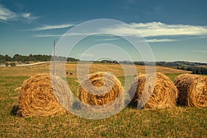 Hayfield. Hay harvesting Sunny autumn landscape. rolls of fresh dry hay in the fields. tractor collects mown grass. fields of