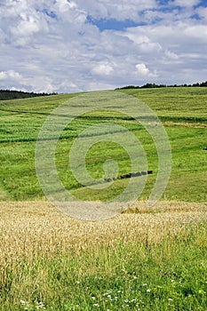 Hayfield Landscape