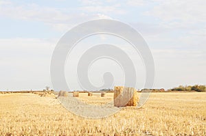 Hayfield landscape on sunny day