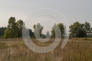 Hayfield. Meadow in the early autumn. Dry plants around. Green trees far away. Dark heaven with white clouuds above