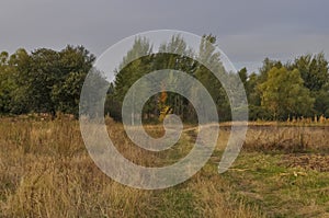 Hayfield. Meadow in the early autumn. Dry plants around. Green trees far away. Dark heaven with white clouuds above