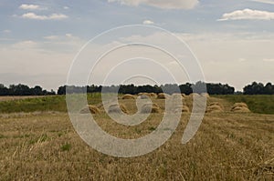 Hayfield. Meadow in the early autumn. Dry plants around. Green trees far away. Dark heaven with white clouuds above