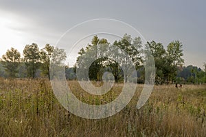 Hayfield. Meadow in the early autumn. Dry plants around. Green trees far away. Dark heaven with white clouuds above