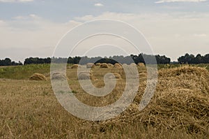 Hayfield. Meadow in the early autumn. Dry plants around. Green trees far away. Dark heaven with white clouuds above