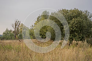 Hayfield. Meadow in the early autumn. Dry plants around. Green trees far away. Dark heaven with white clouuds above