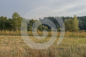 Hayfield. Meadow in the early autumn. Dry plants around. Green trees far away. Dark heaven with white clouuds above