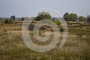 Hayfield. Meadow in the early autumn. Dry plants around. Green trees far away. Dark heaven with white clouuds above