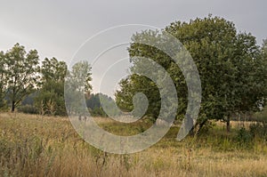 Hayfield. Meadow in the early autumn. Dry plants around. Green trees far away. Dark heaven with white clouuds above