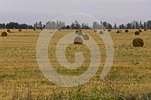 Hayfield. Meadow in the early autumn. Dry plants around. Green trees far away. Dark heaven with white clouuds above