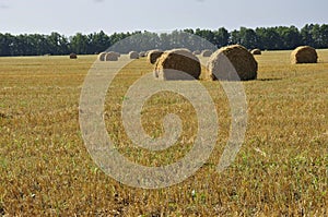 Hayfield. Meadow in the early autumn. Dry plants around. Green trees far away. Dark heaven with white clouuds above