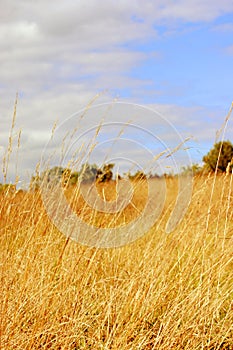 Hayfield on a Sunny Day