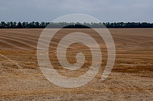 Hayfield. There are many stacks around. Meadow in the early autumn. Dry plants around. Gold colors. Green forest far away. Blue he