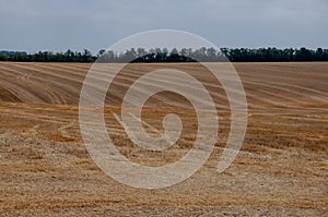 Hayfield. There are many stacks around. Meadow in the early autumn. Dry plants around. Gold colors. Green forest far away. Blue he