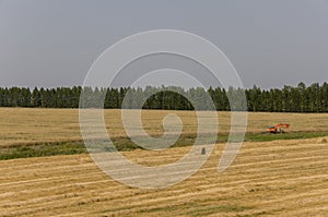 Hayfield. There are many stacks around. Meadow in the early autumn. Dry plants around. Gold colors. Green forest far away. Dark he