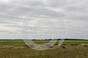 Hayfield. There are many stacks around. Meadow in the early autumn. Dry plants around. Green forest far away. Dark heaven with whi