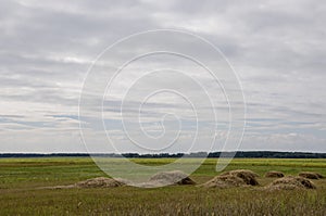 Hayfield. There are many stacks around. Meadow in the early autumn. Dry plants around. Green forest far away. Dark heaven with whi