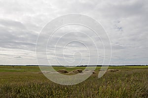 Hayfield. There are many stacks around. Meadow in the early autumn. Dry plants around. Green forest far away. Dark heaven with whi