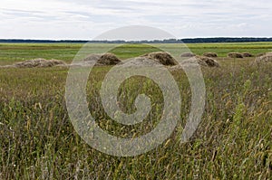 Hayfield. There are many stacks around. Meadow in the early autumn. Dry plants around. Green forest far away. Dark heaven with whi