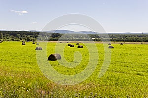 Hayfield. There are many stacks around. Meadow in the hot summer. Plants around. Green forest and mountains far away. Blue heaven