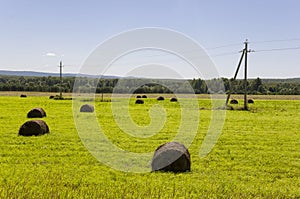 Hayfield. There are many stacks around. Meadow in the hot summer. Plants around. Green forest and mountains far away. Blue heaven