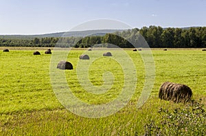 Hayfield. There are many stacks around. Meadow in the hot summer. Plants around. Green forest and mountains far away. Blue heaven