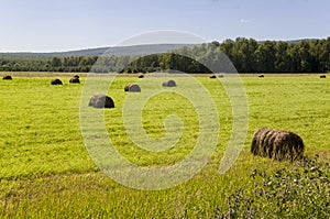 Hayfield. There are many stacks around. Meadow in the hot summer. Plants around. Green forest and mountains far away. Blue heaven