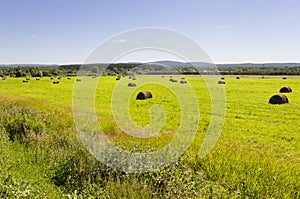 Hayfield. There are many stacks around. Meadow in the hot summer. Plants around. Green forest and mountains far away. Blue heaven