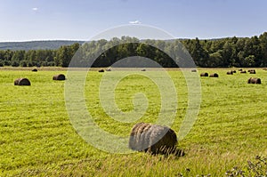 Hayfield. There are many stacks around. Meadow in the hot summer. Plants around. Green forest and mountains far away. Blue heaven