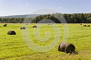 Hayfield. There are many stacks around. Meadow in the hot summer. Plants around. Green forest and mountains far away. Blue heaven