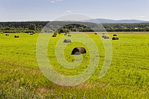 Hayfield. There are many stacks around. Meadow in the hot summer. Plants around. Green forest and mountains far away. Blue heaven