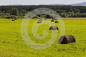 Hayfield. There are many stacks around. Meadow in the hot summer. Plants around. Green forest and mountains far away. Blue heaven