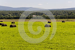 Hayfield. There are many stacks around. Meadow in the hot summer. Plants around. Green forest and mountains far away. Blue heaven