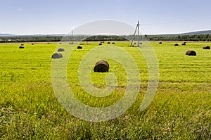 Hayfield. There are many stacks around. Meadow in the hot summer. Plants around. Green forest and mountains far away. Blue heaven