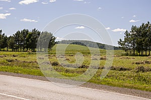 Hayfield. There are many stacks around. Meadow in the summer. Dry plants around. Asphalt road. Gold and green colors. Dark green f