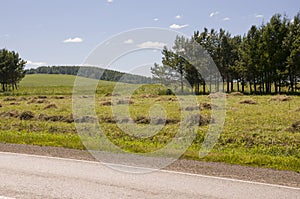 Hayfield. There are many stacks around. Meadow in the summer. Dry plants around. Asphalt road. Gold and green colors. Dark green f