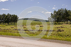 Hayfield. There are many stacks around. Meadow in the summer. Dry plants around. Asphalt road. Gold and green colors. Dark green f