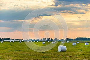 Haylage bales wrapped in white foil will provide food for farm animals during the winter.