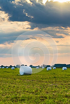 Haylage bales wrapped in white foil will provide food for farm animals during the winter.