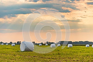 The haylage bales wrapped in white foil will provide food for farm animals during the winter.