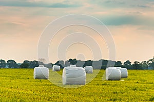 Haylage bales wrapped in white foil will provide food for farm animals during the winter.