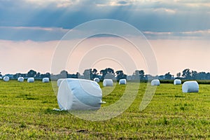 Haylage bales wrapped in white foil will provide food for farm animals during the winter.